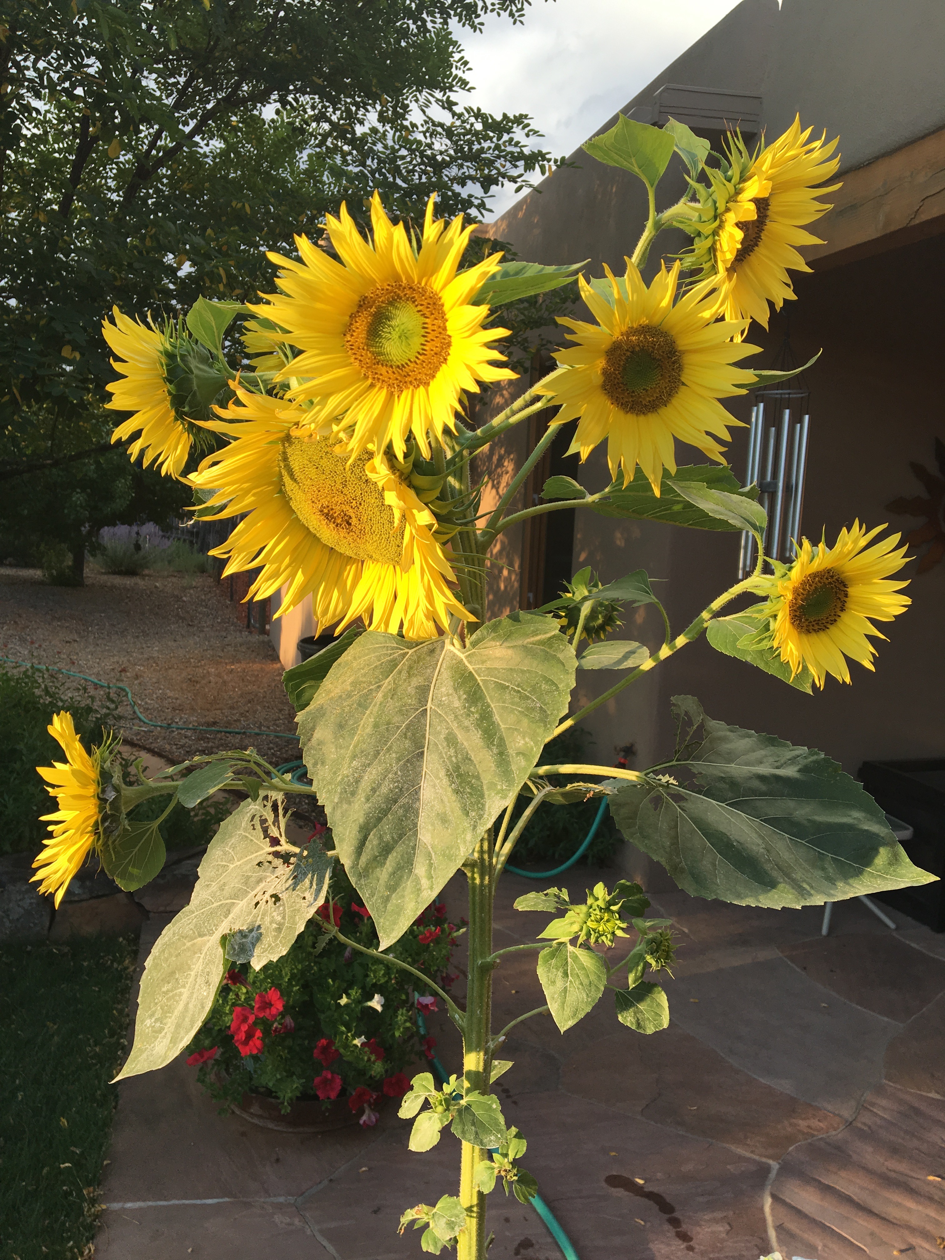 happy-sunflowers