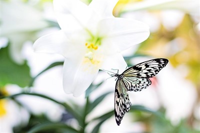 butterfly lilies