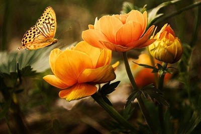 flowers butterflies